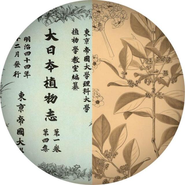 特別公開『東大植物学と植物画  – 牧野富太郎と山田壽雄vol.4』